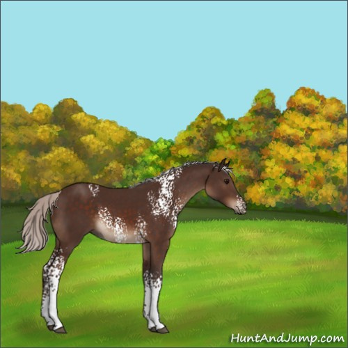 Horse Color:White Spotted Silver Brown 
