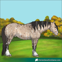 Horse Color:Brown Onyx Appaloosa Brindle and Bay Dun