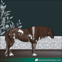 Horse Color:White Spotted Liver Chestnut 