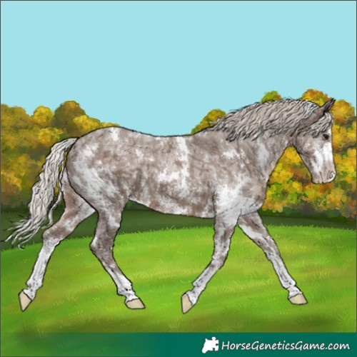Horse Color:White Spotted Silver Black Ice Sabino Appaloosa 