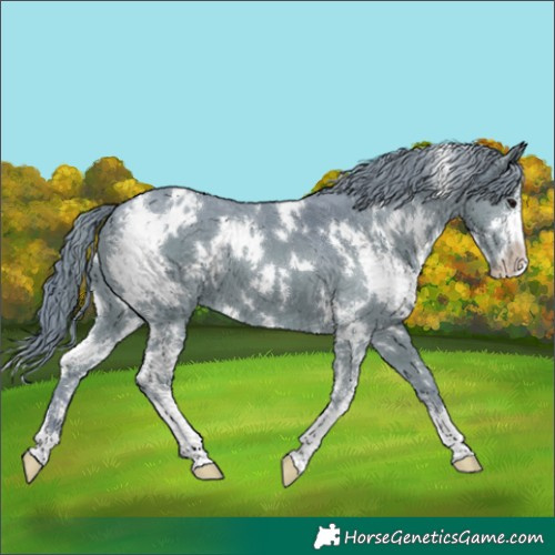 Horse Color:Watercolor White Spotted Black Sabino Appaloosa 