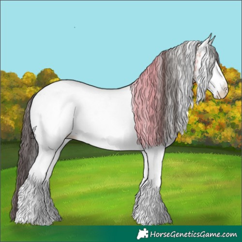 Horse Color:White Spotted Bay Appaloosa 