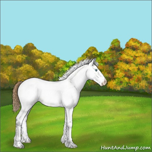 Horse Color:White Spotted Amber Cream Champagne Ice Appaloosa Rabicano 