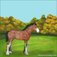 Horse Color:Bay Ice Sabino 