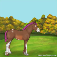 Horse Color:Painted Chestnut Sabino Appaloosa 