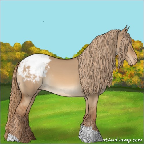 Horse Color:Red Dun Appaloosa 
