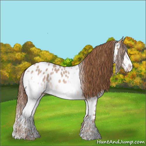 Horse Color:White Spotted Red Dun Appaloosa 