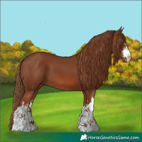 Horse Color:White Spotted Chestnut