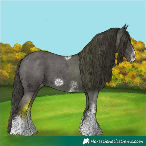 Horse Color:Liver Chestnut Sabino Appaloosa 