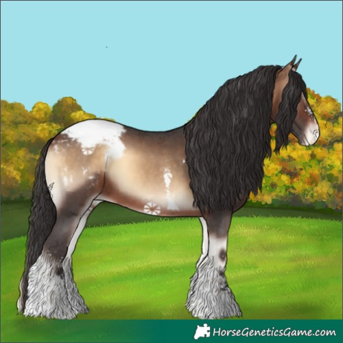 Horse Color:Bay Onyx Sabino Tobiano Appaloosa 