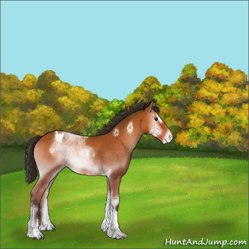 Horse Color:Buckskin Onyx Sabino Tobiano Appaloosa 