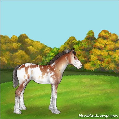 Horse Color:Brown Onyx Sabino Blanket 