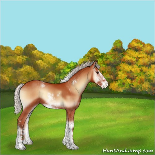 Horse Color:Silver Bay Onyx Sabino Appaloosa 