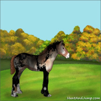 Horse Color:Void Gold Champagne Onyx Tobiano Blanket Rabicano 