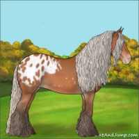 Horse Color:Silver Bay Appaloosa 