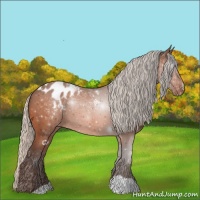 Horse Color:Silver Brown Appaloosa