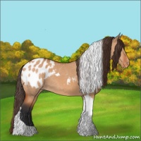 Horse Color:Bay Dun Tobiano Appaloosa 