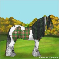 Horse Color:Plaid Brown Tobiano Appaloosa