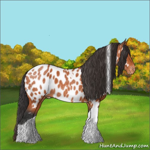 Horse Color:Bay Tobiano Appaloosa 