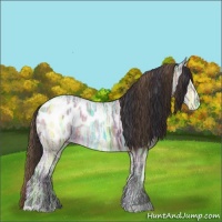 Horse Color:Plaid  Bay Ice Appaloosa 