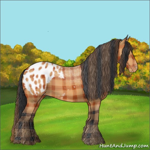 Horse Color:Plaid  Bay Appaloosa 