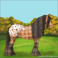 Horse Color:Plaid Bay Appaloosa
