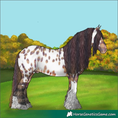 Horse Color:Plaid  Bay Tobiano Appaloosa 