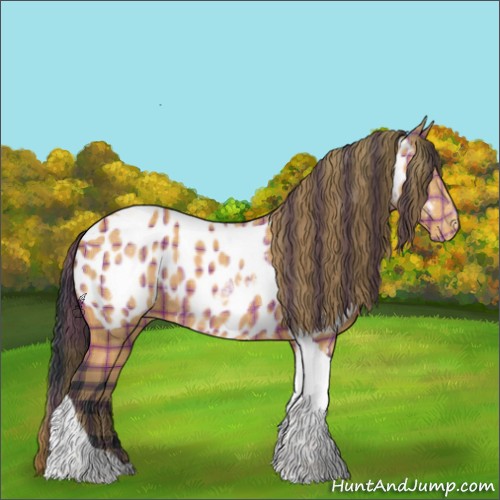 Horse Color:Plaid  Bay Tobiano Appaloosa 