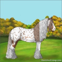 Horse Color:Chestnut Splash Tobiano Near Leopard 