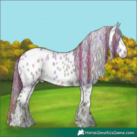 Horse Color:Nacre Gold Champagne Dun Sabino Appaloosa Rabicano
