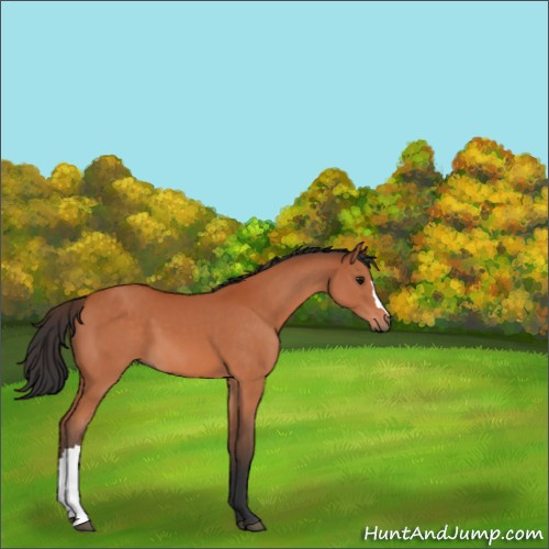 Horse Color:Bay 