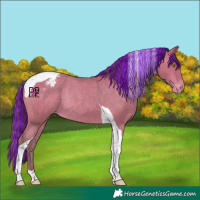 Horse Color:Painted Amber Champagne Tobiano Appaloosa Rabicano 