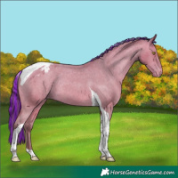 Horse Color:Painted Amber Champagne Tobiano Appaloosa Rabicano 