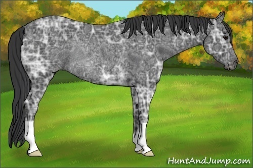 Horse Color:Black Ice Rabicano 