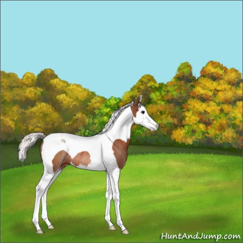 Horse Color:Silver Bay Splash Tobiano Rabicano