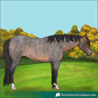 Horse Color:Bay Roan 