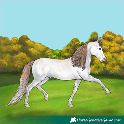 Horse Color:Gold Champagne Roan Splash 