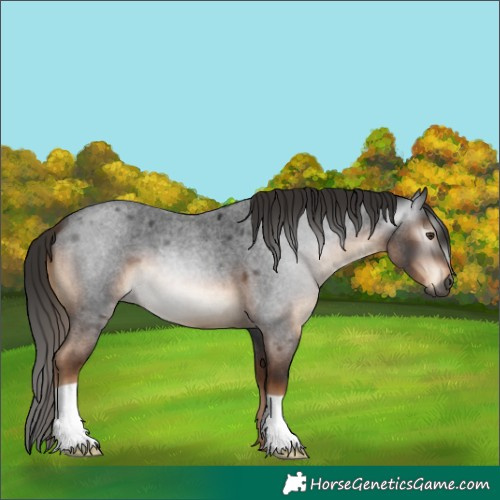 Horse Color:Gray Liver Red Roan 