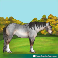 Horse Color:Gray Liver Red Roan 