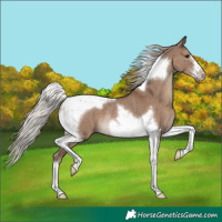 Horse Color:Silver Grullo Tobiano Frame Rabicano 