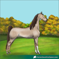 Horse Color:Liver Red Dun Tobiano 