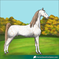 Horse Color:Buckskin Pearl Dun Sabino Splash Near Leopard