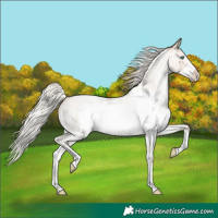 Horse Color:Silver Smoky Blue Roan Pearl Sabino Frame Rabicano 
