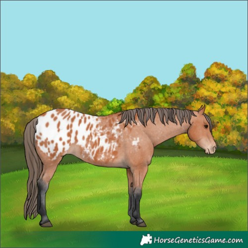Horse Color:Bay Appaloosa