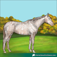 Horse Color:Palomino Pearl Blanket  and Brown Pearl Varnish Rabicano 