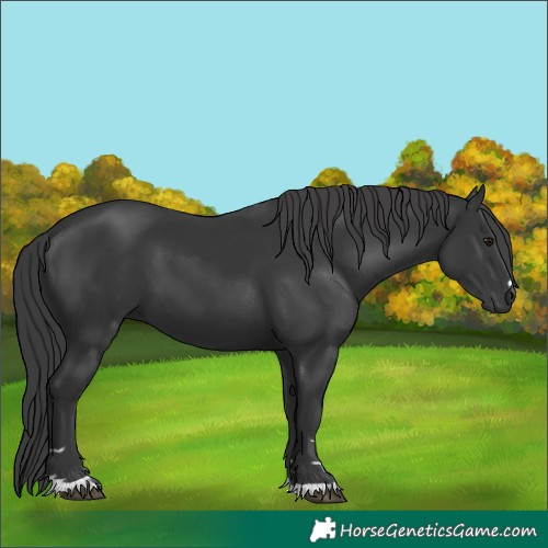 Horse Color:Black 