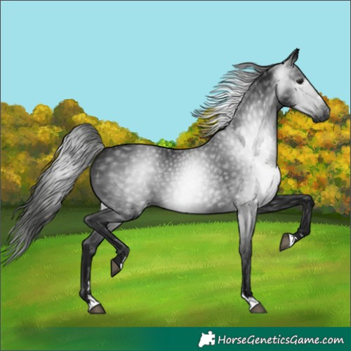 Horse Color:Unknown 