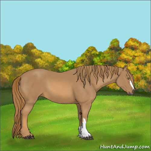 Horse Color:Chestnut 