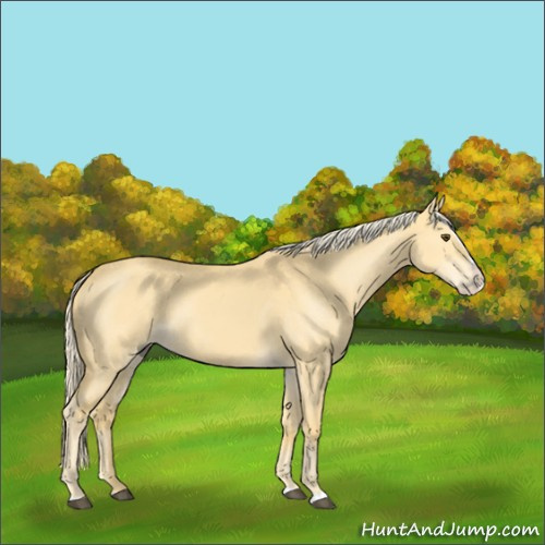 Horse Color:Palomino Dun Splash 