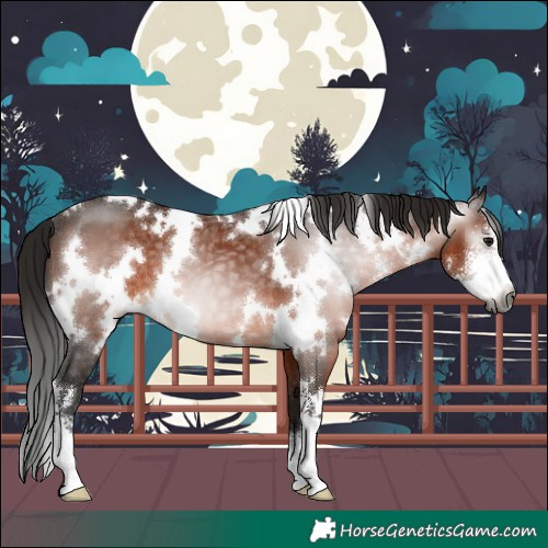 Horse Color:Gray White Spotted Bay Sabino 